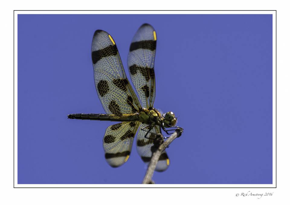 dragonfly 4aw copy.jpg